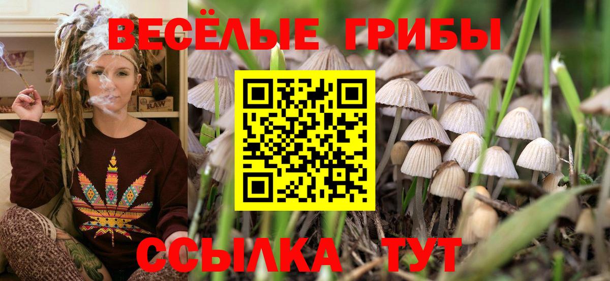 Галлюциногенные грибы Psilocybe Саранск